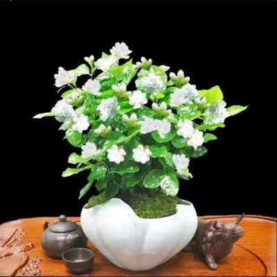 🌸 Delicate White Jasmine That Fills Your Garden With Fragrance 🌿