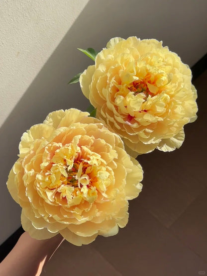 🌺 Peony Bulbs: The Queen of Flowers for Your Garden