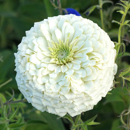 🔥Zinnia Seeds – 🌼Grow a Burst of Color in Your Garden (Fast, Easy & Beginner-Friendly)