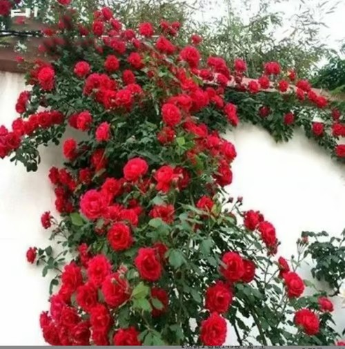 🌹Climbing Vine Rose Seeds – Transform Your Garden Into a Blooming Rose Wall