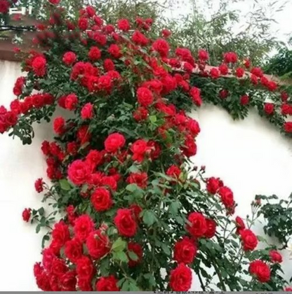 🌹Climbing Vine Rose Seeds – Transform Your Garden Into a Blooming Rose Wall